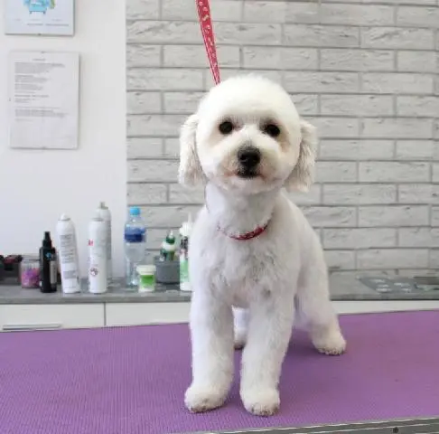 Подстричь мальтипу недорого в Щецине