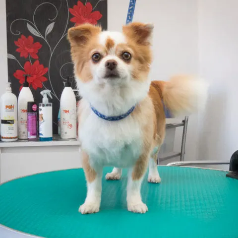 Подстричь чихуахуа недорого в Щецине