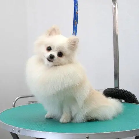 Подстричь шпица недорого в Щецине