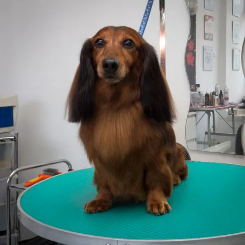 Подстричь таксу недорого в Щецине