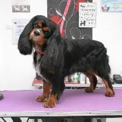 кавалер кинг чарльз спаниель подстричь Щецин