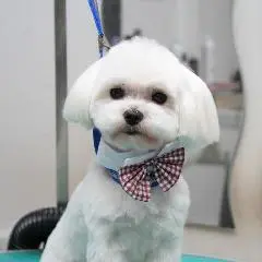 мальтезе подстричь Щецин