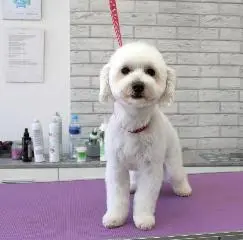 мальтипу подстричь Щецин