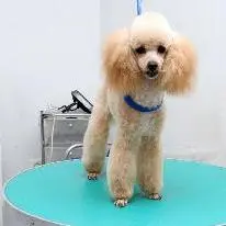 миниатюрный пудель подстричь Щецин