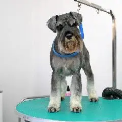 цвергшнауцер подстричь Щецин