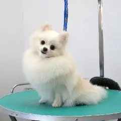 шпиц подстричь Щецин