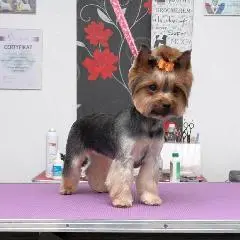 йорк подстричь Щецин