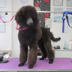 большой пудель подстричь Щецин