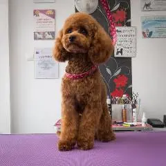 той пудель подстричь Щецин