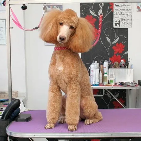 Подстричь малого пуделя недорого в Щецине